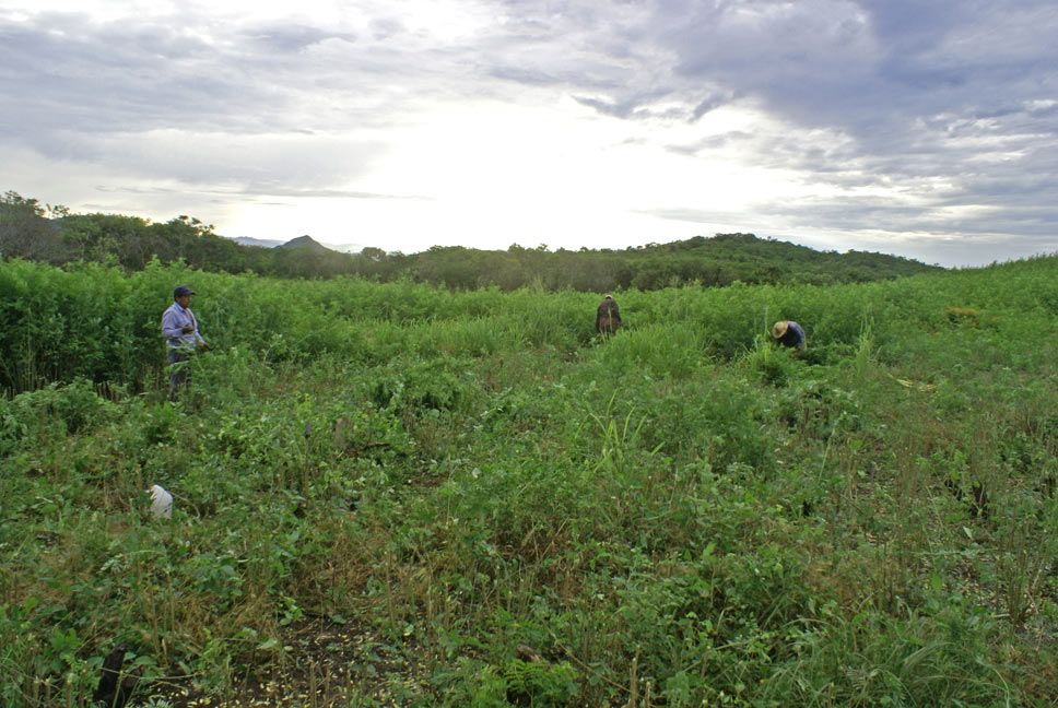 Campo de jiquilite