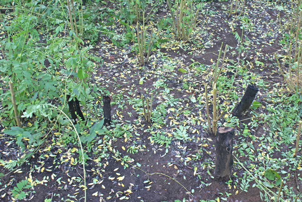 Die durch die Brennrodung (Vorbereitung des Feldes von 2 ha Fläche) angesengten Baumstümpfe und die grünen Strünke der Jiquilitesträucher