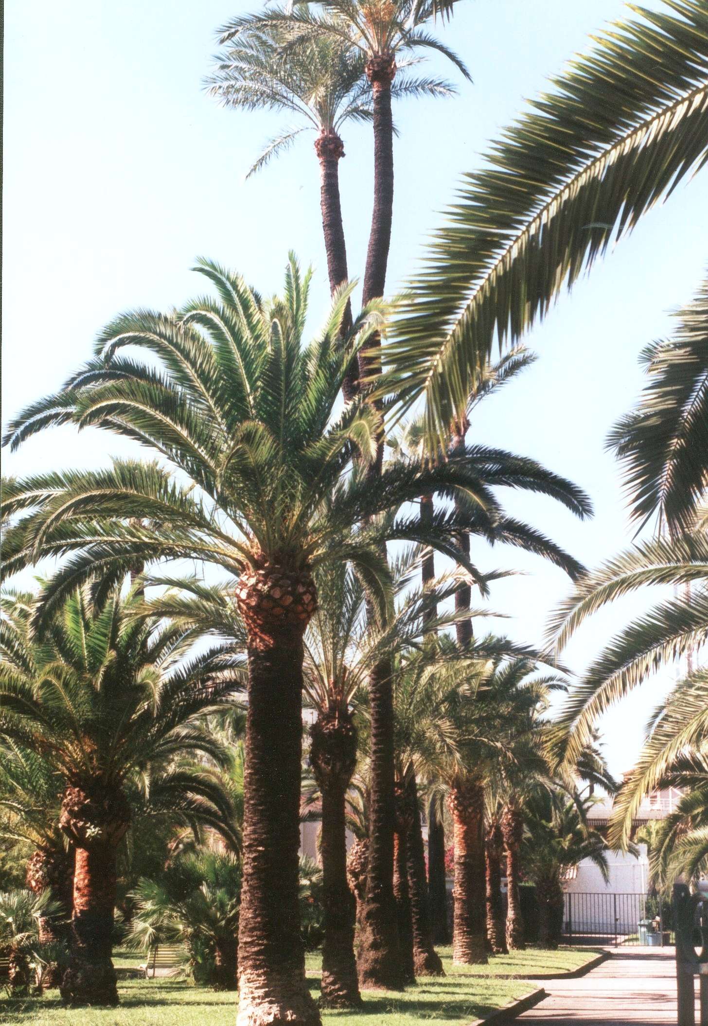 Av. de Lerins, Jardin de palmas