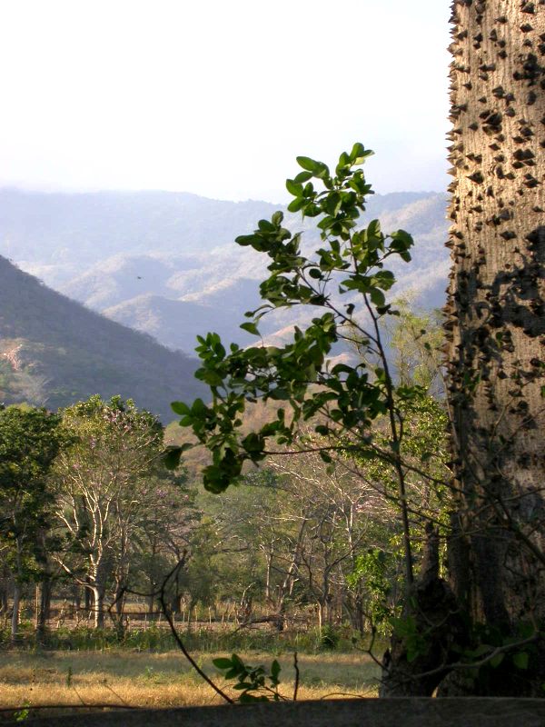 La Ceiba, Götterbaum der Maya