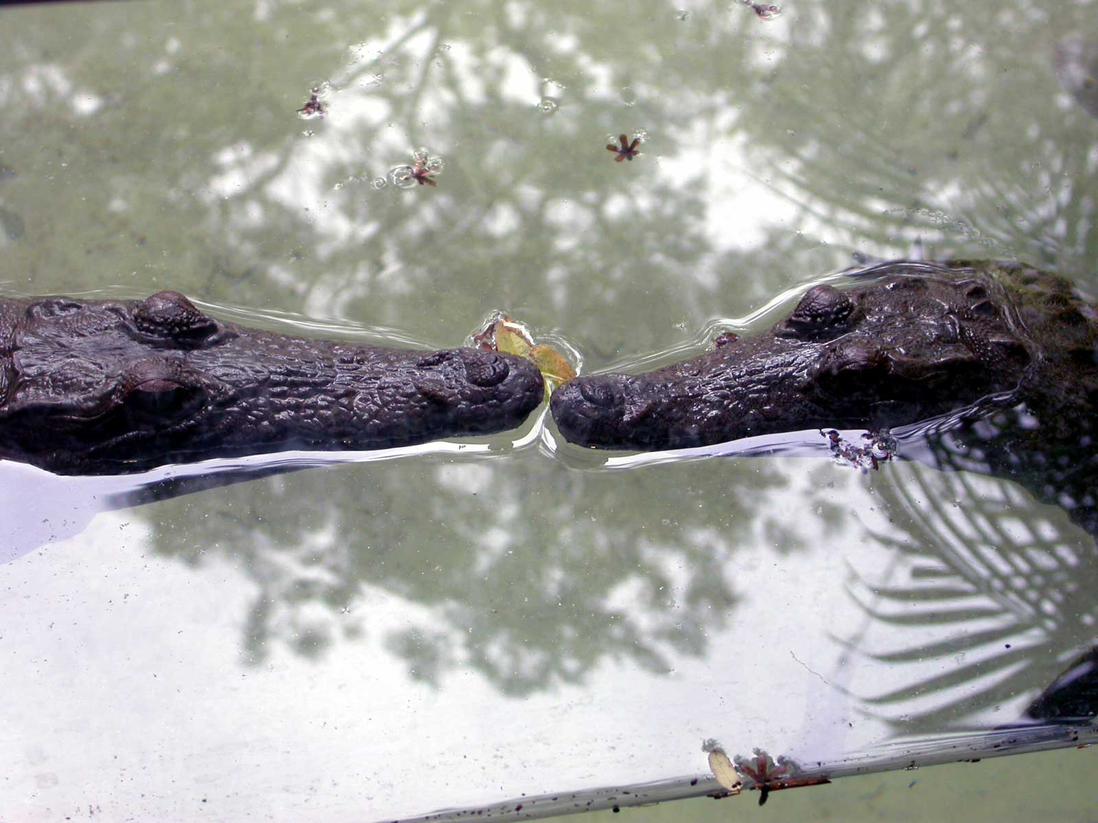Croco beso