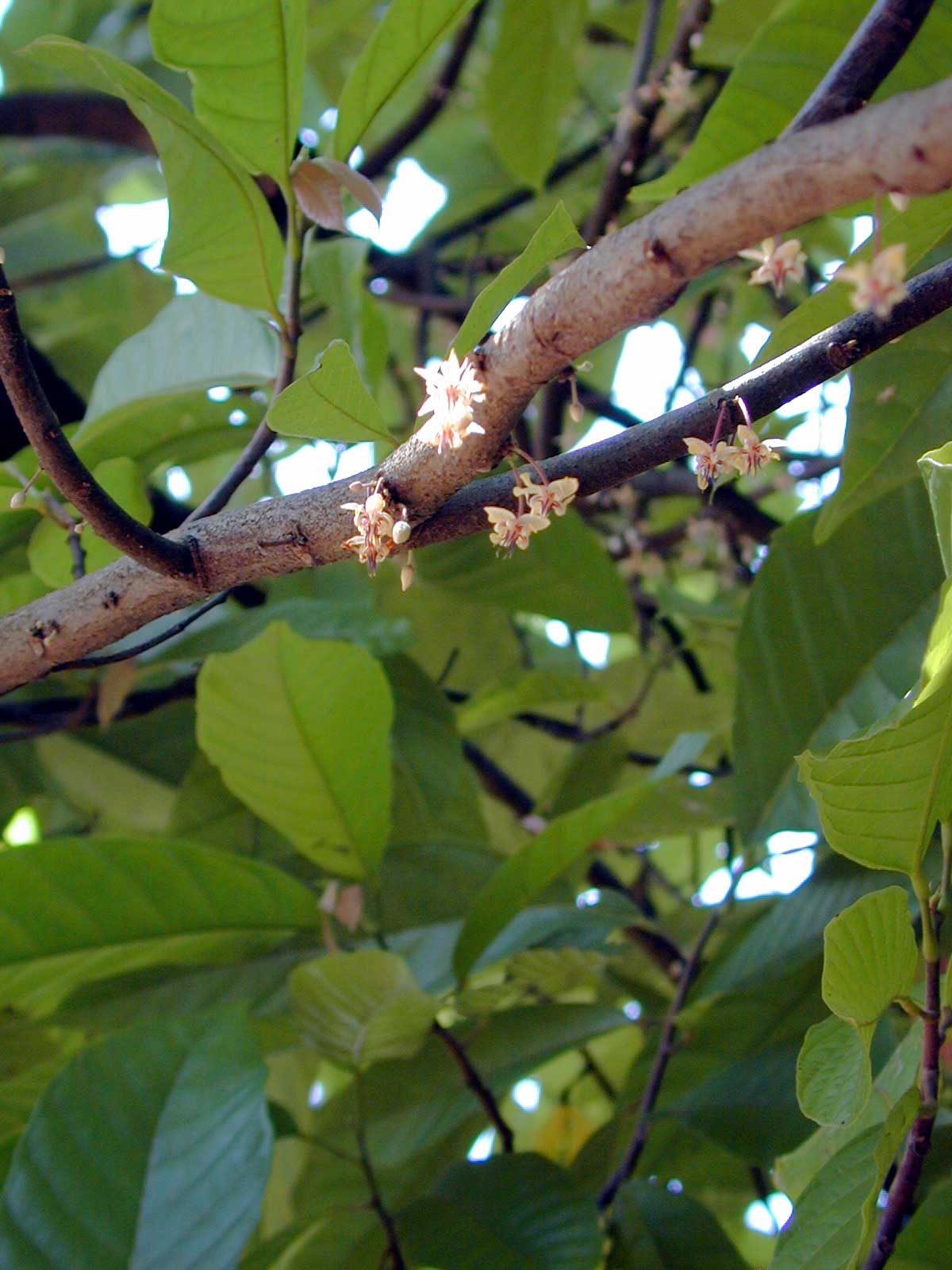 Flores de cacao