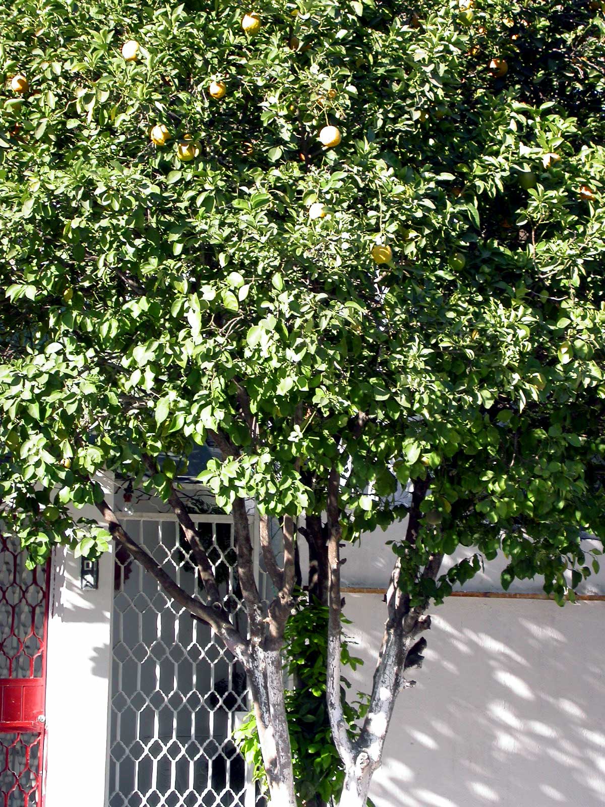 &aacute;rbol de naranja