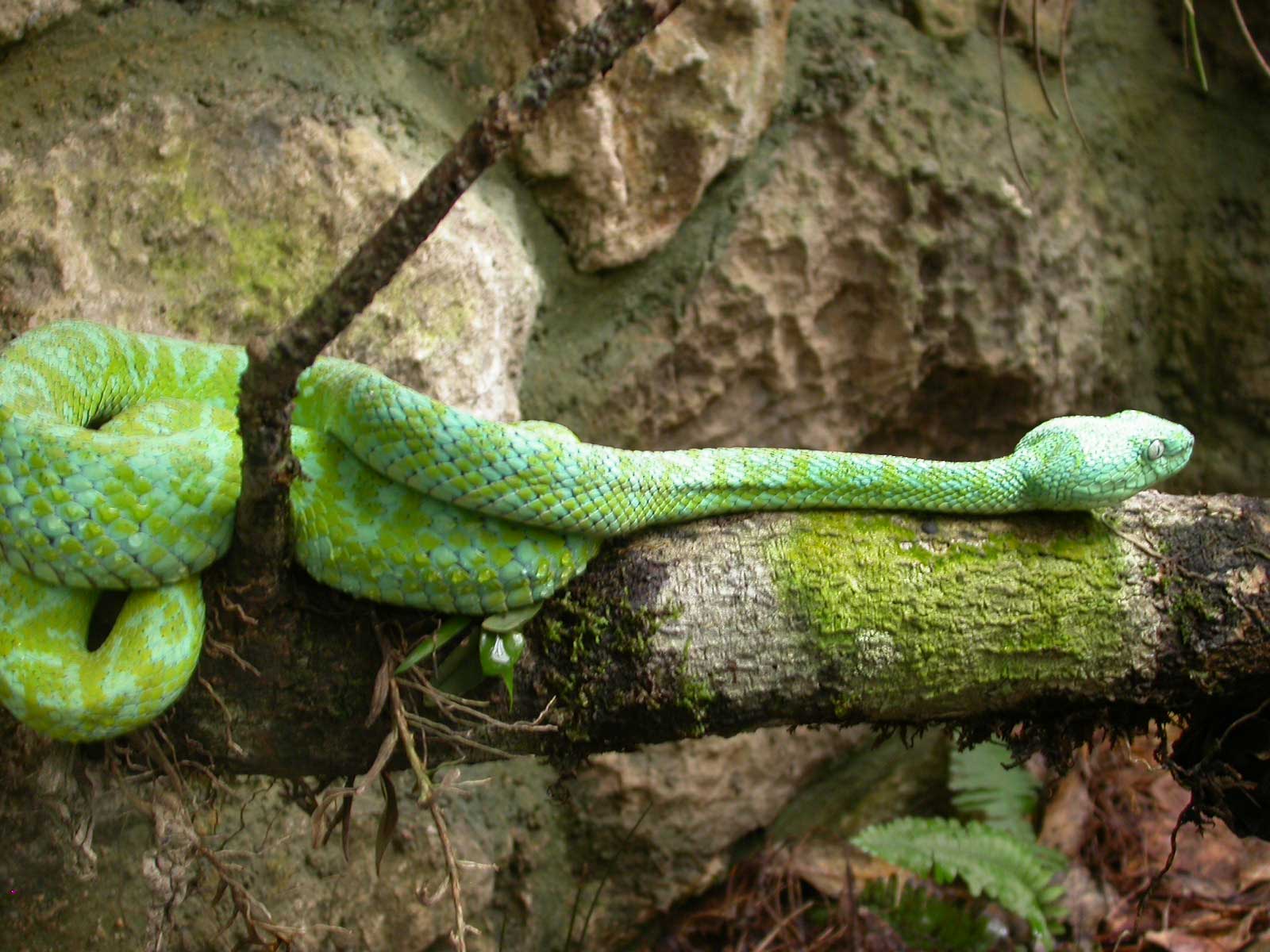 serpiente