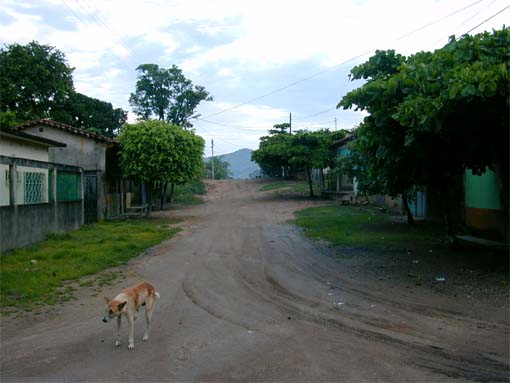 Calle y perro