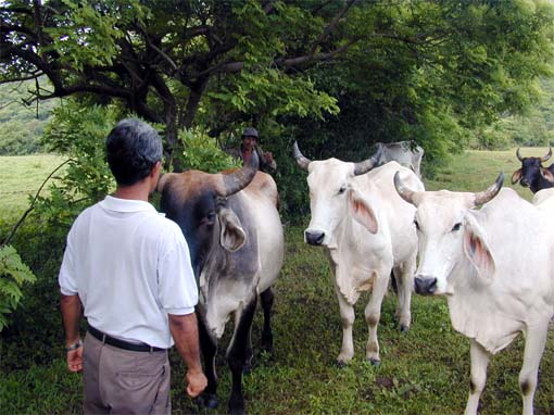 Pablo y vacas