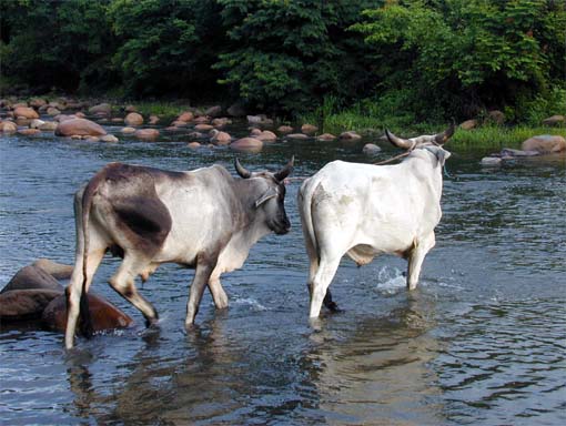 Vacas en el río